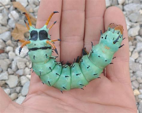 67 best Hickory Horned Devil images on Pholder | Nature Is Fucking Lit