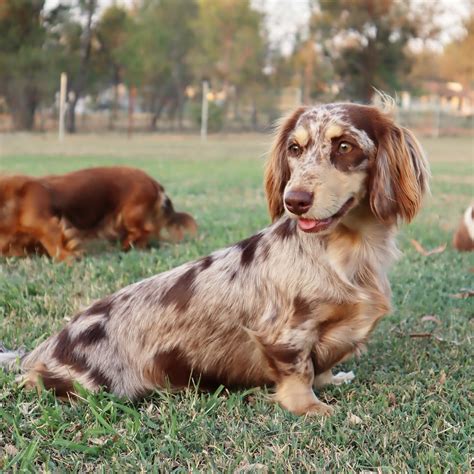 long haired chocolate dapple dachshund