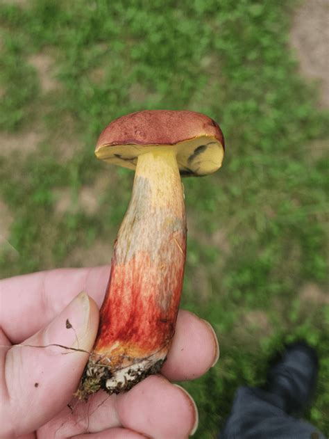 Bleeding mushroom identification please! : r/Mushrooms