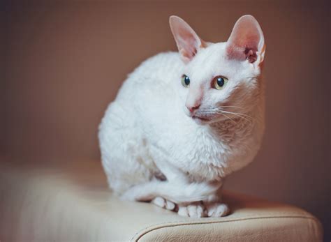 Cornish Rex Cat Breed Profile | Litter-Robot