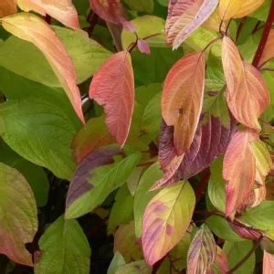 First Editions Neon Burst Dogwood (Cornus alba 'ByBoughen') - Garden ...