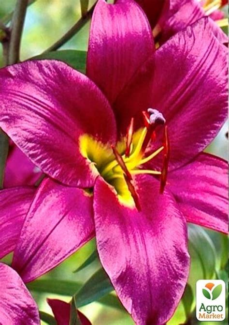 Лілія Гігант "Purple Prince" купити поштою в Одесі, Києві, Україні ...