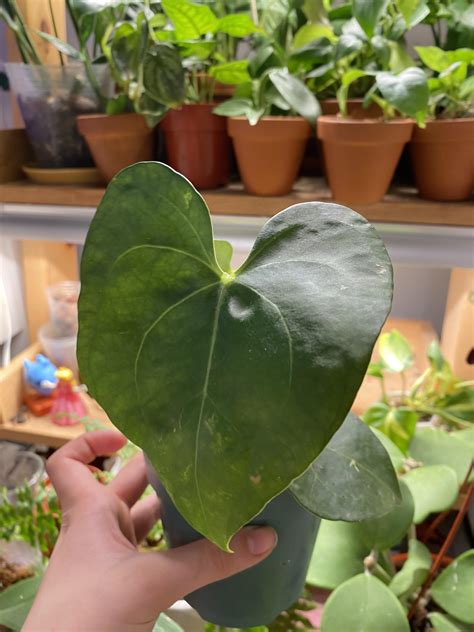 ID pretty please : r/houseplants