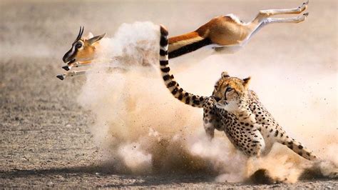 Cheetah Hunting Antelope