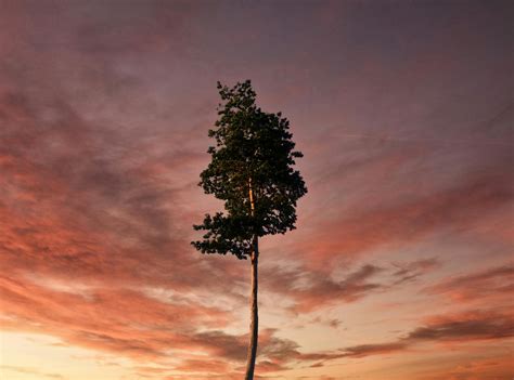 single tree landscape      single tree