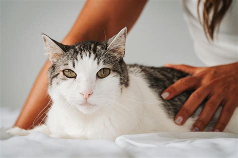12 Ways to Help Your Cat With Kidney Disease at Home - Your Pets at Home