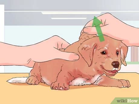 how to give shots to dogs