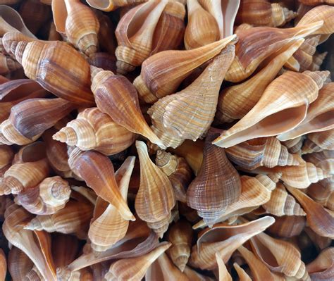 Conch Shells Free Stock Photo - Public Domain Pictures