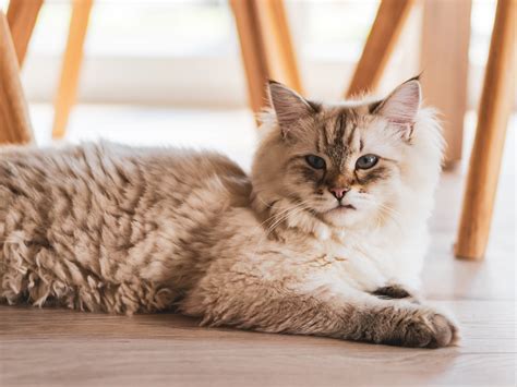 cuniculi  encephalitozoon cuniculi  rabbits