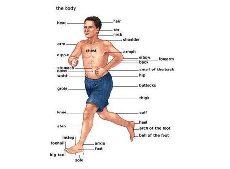 Rosana´s English Blog: Body Poster