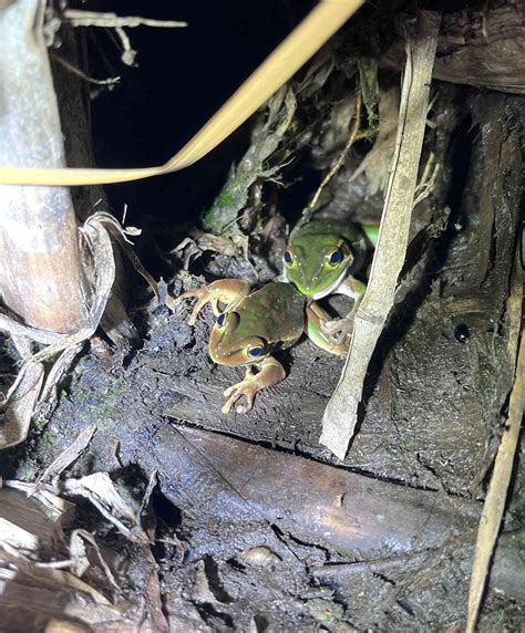 Study Finds Female Frogs May Engage in 'Sexual Cannibalism' with Mates