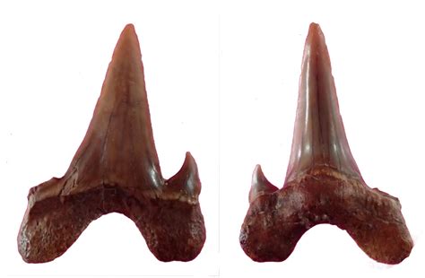 Megalolamna paradoxodon | Shark-References