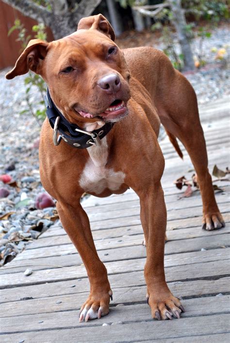 How Strong Is A Pitbull? Pitbull Bite Force, Facts | Puplore