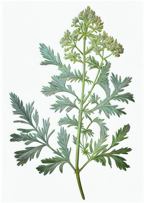 Premium Photo | Artemisia Absinthium Botanical Illustration Wormwood