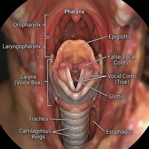 human throat anatomy explore pharynx larynx  ai art generator