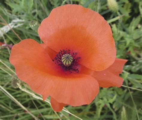 poppy flower  order  alice pinard blog