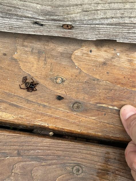 ID Request - San Francisco, CA : r/spiders