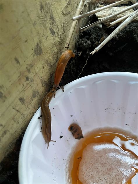 Chuck Martin explains how to stop a slug-feast