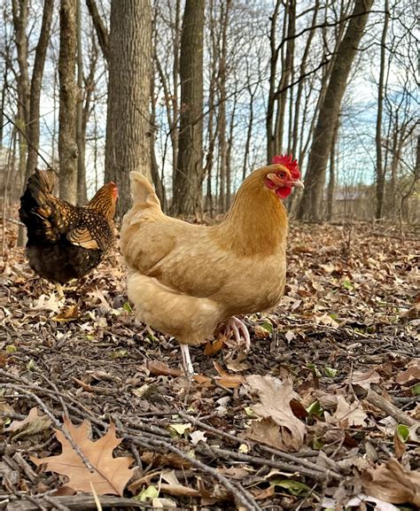 Guide To The Best Chicken Breeds For Laying Eggs - Heirloom Grown