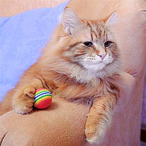 Siberians SunnyMeadow — Breeder of Purebred Hypoallergenic Siberian