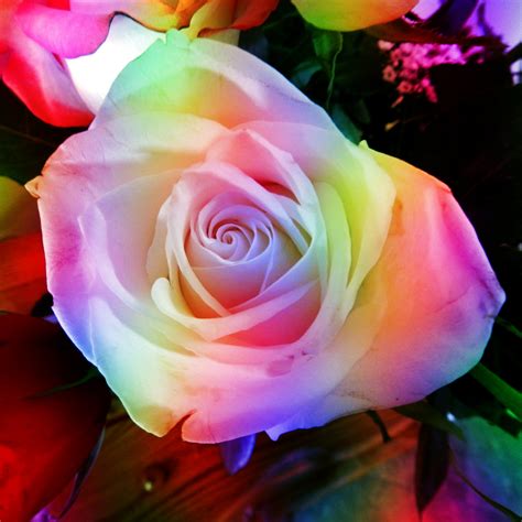 Rainbow Rose Free Stock Photo - Public Domain Pictures