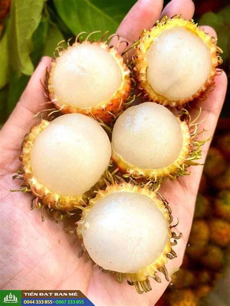 cay giong chom chom nhan chom chom duong tien dat ban