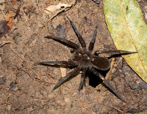Wandering Spiders I saw in the amazon : r/spiders