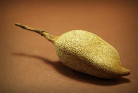 picture wood nature seed acorn macro detail