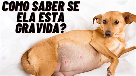 Como Saber Se A Cadela Está Prenha
