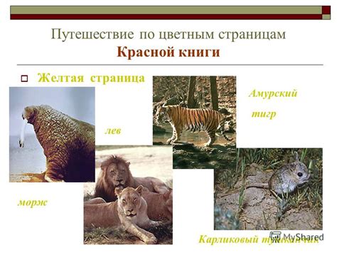 Презентация на тему: "По страницам Красной книги Красная книга животные ...