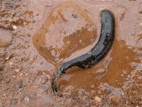 Horse Leech | NatureSpot