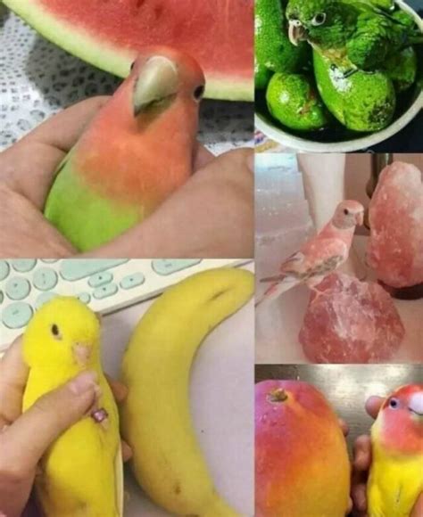 culinary memes    laugh gastronomically demilked