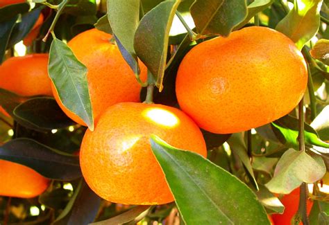 mandarin fruit      auscropscomau