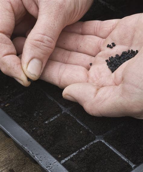 When to transplant onion seedlings: get the timing right | Homes and