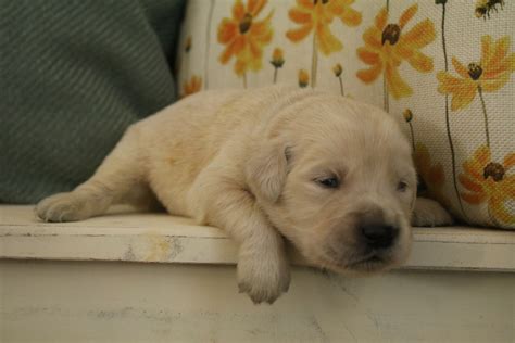 Available Puppies – Arizona Golden Retrievers