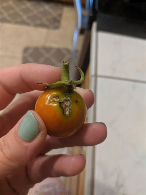 Any idea what causes this on tomatoes? : r/gardening