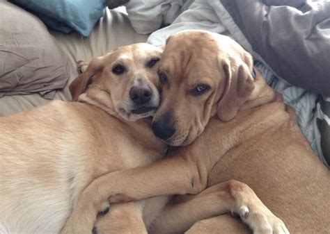 Picture of my dogs cuddling. : r/aww