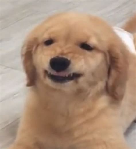 Angry Golden Retriever