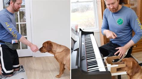 how to teach a dog to play