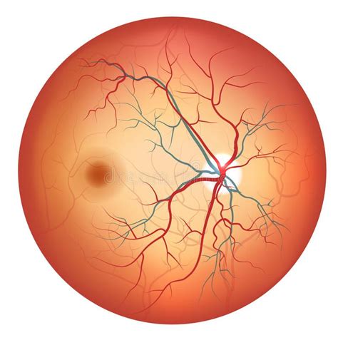 Human eye anatomy, retina detailed illustration. Human eye anatomy ...