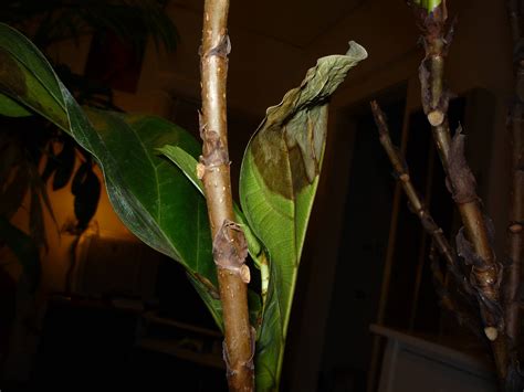 Are my plants dying/dead? : r/gardening