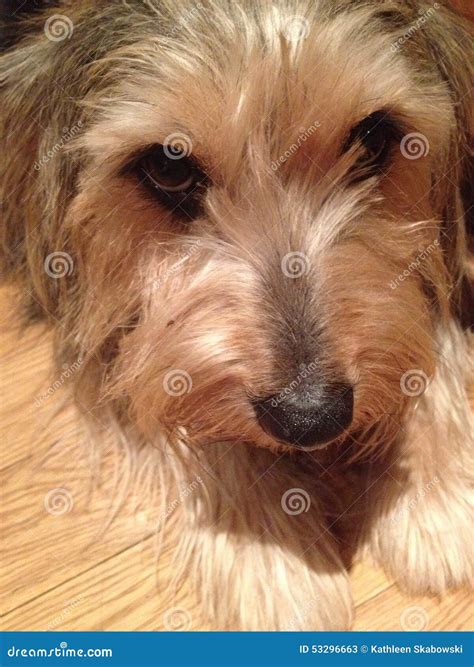 Yorkie Corgi Mix Dog Photos - Free & Royalty-Free Stock Photos from Dreamstime