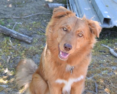 Home - Northern California Border Collie Rescue & Adoptions