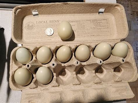 small eggs   small hen backyard chickens learn   raise