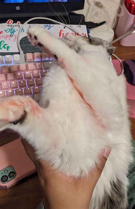 Cat stained help! : r/cats