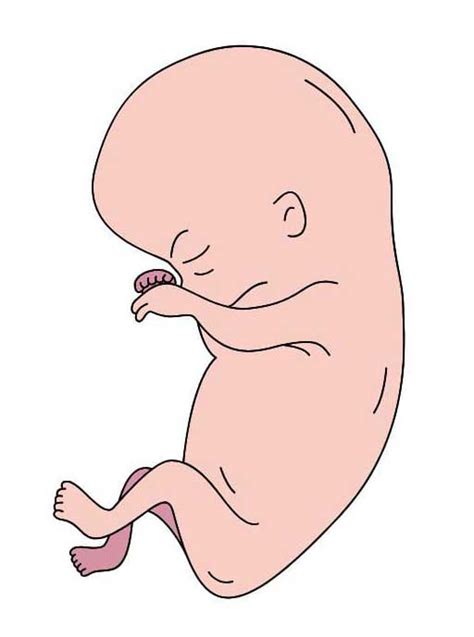 pregnancy care embracing  fourth month  ayurveda