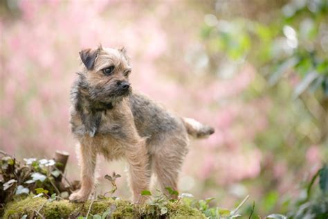 4 Border Terrier Colors: Which One To Pick?