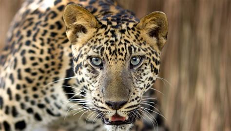 Animals in the Mediterranean Forest | Sciencing