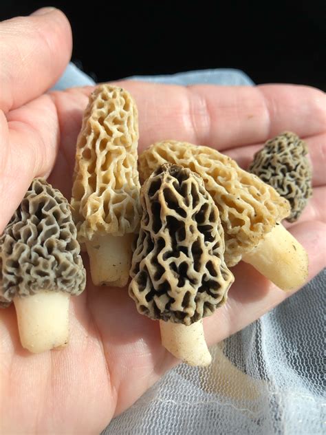 Online Workshops Planned for Safe Mushroom Foraging | News