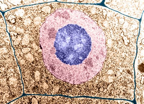 normal cell photograph  science source pixels